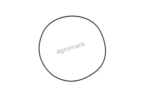 O-ring